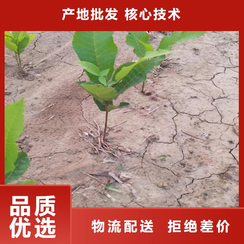 【碧根果蘋果苗定制批發(fā)】