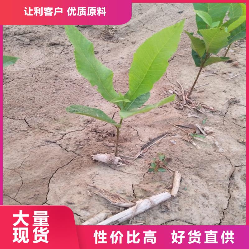 碧根果_石榴樹苗生產(chǎn)型