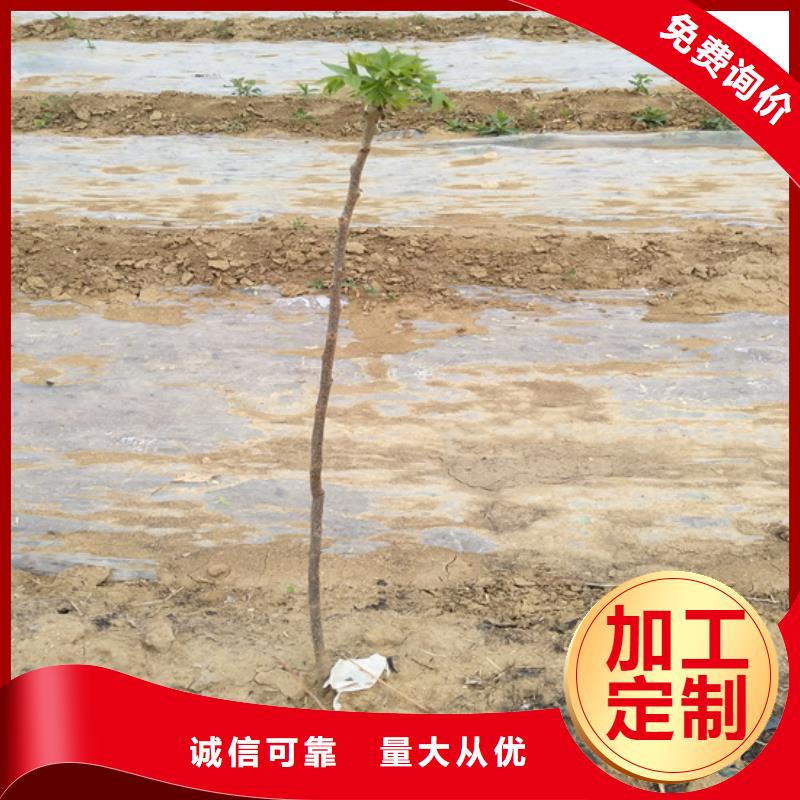 碧根果【苹果苗】品质优选