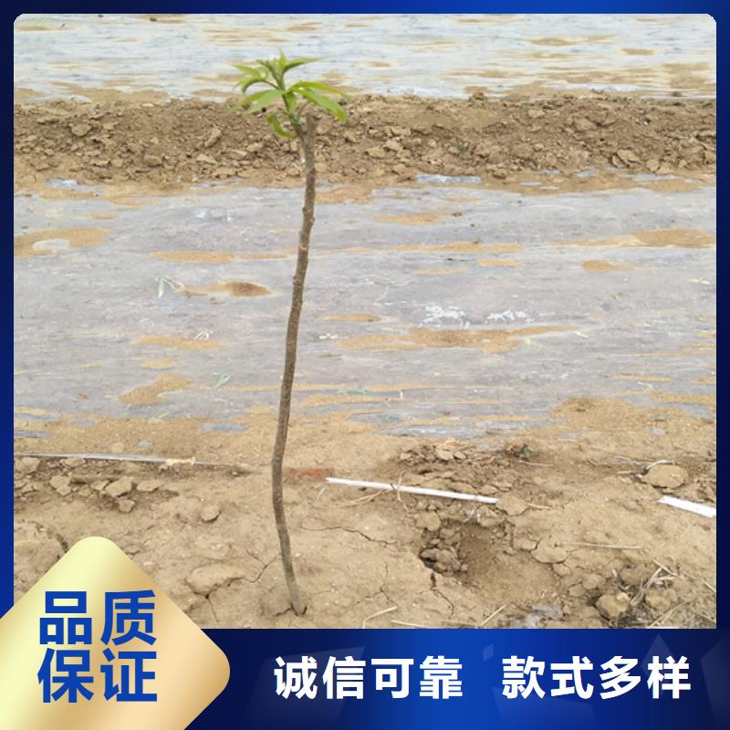 碧根果西瓜苗質量不佳盡管來找我