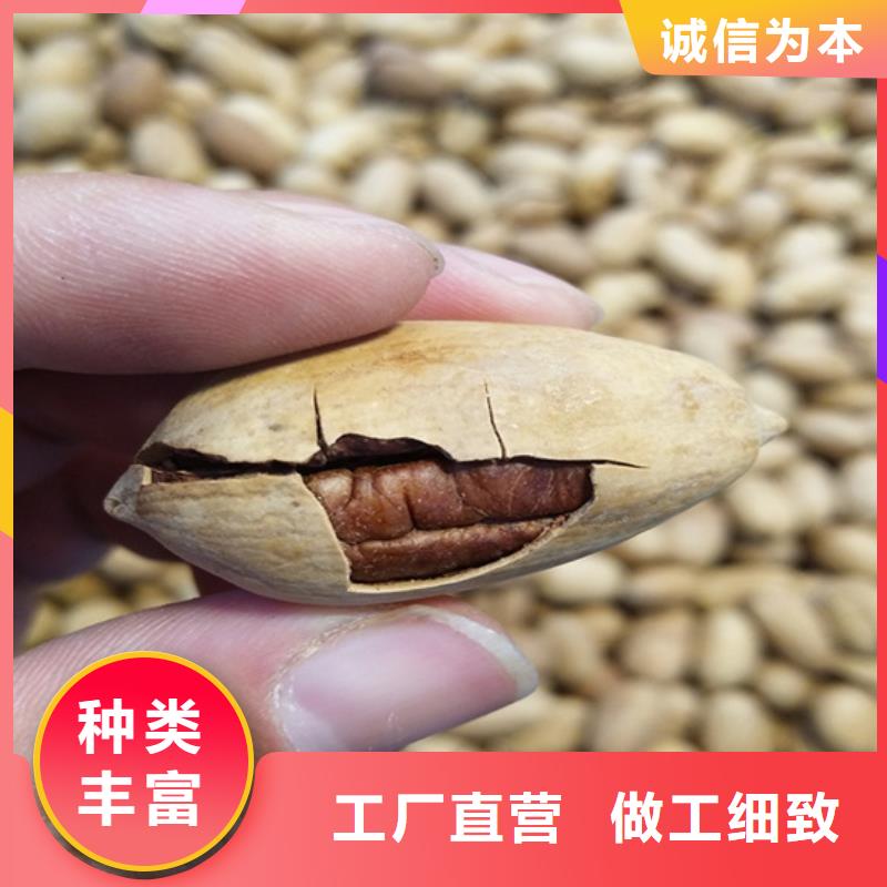 碧根果藍莓苗行業優選