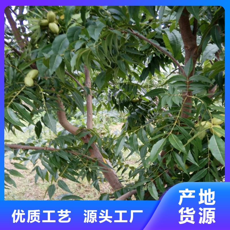 【碧根果】苹果苗质量无忧