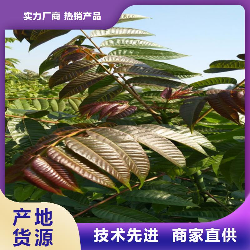 香椿蘋果苗好貨采購