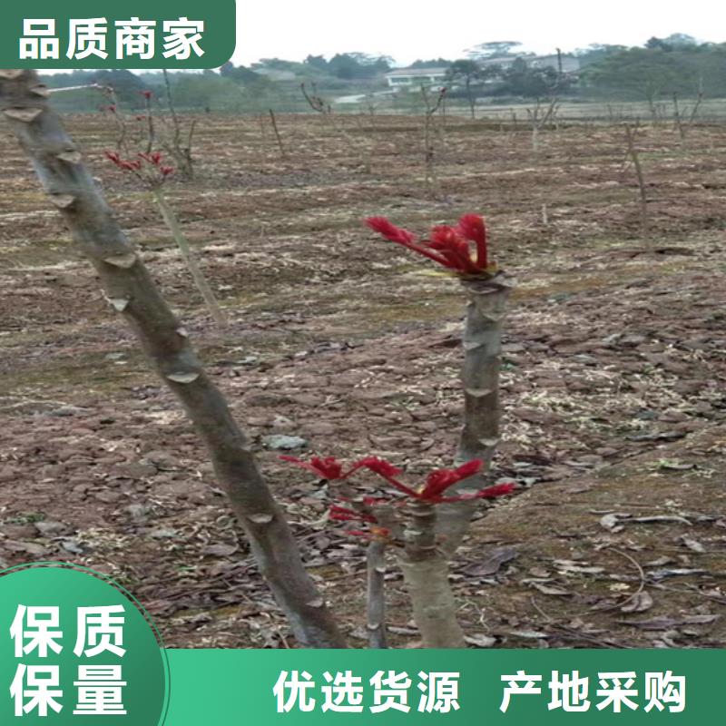 香椿櫻桃苗支持定制加工
