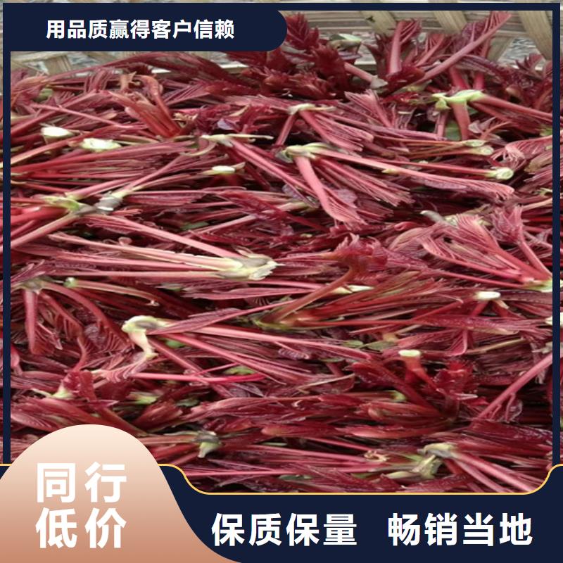 香椿葡萄苗貨真價實