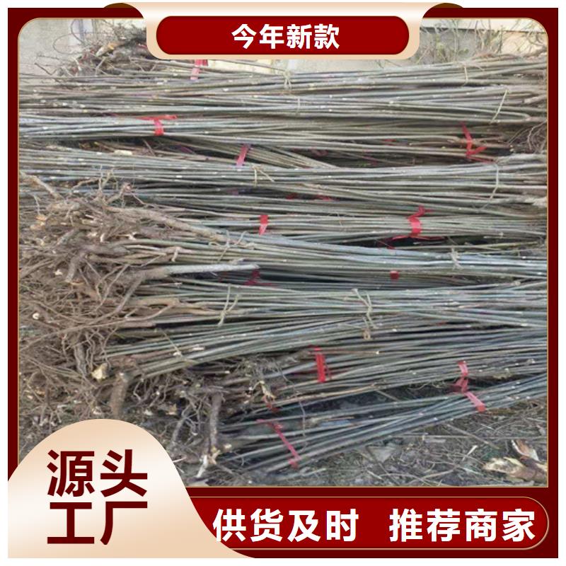 香椿葡萄苗貨真價實