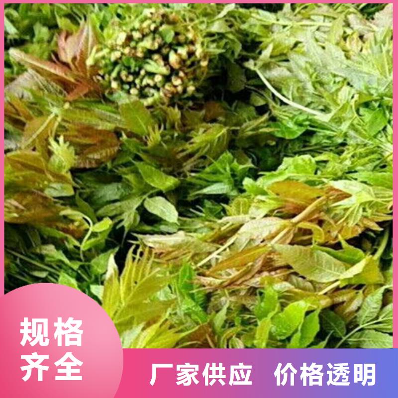 香椿苹果苗N年专注