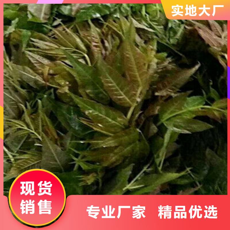 香椿苹果苗N年专注