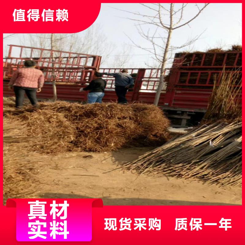 香椿桃樹苗一站式采購商家