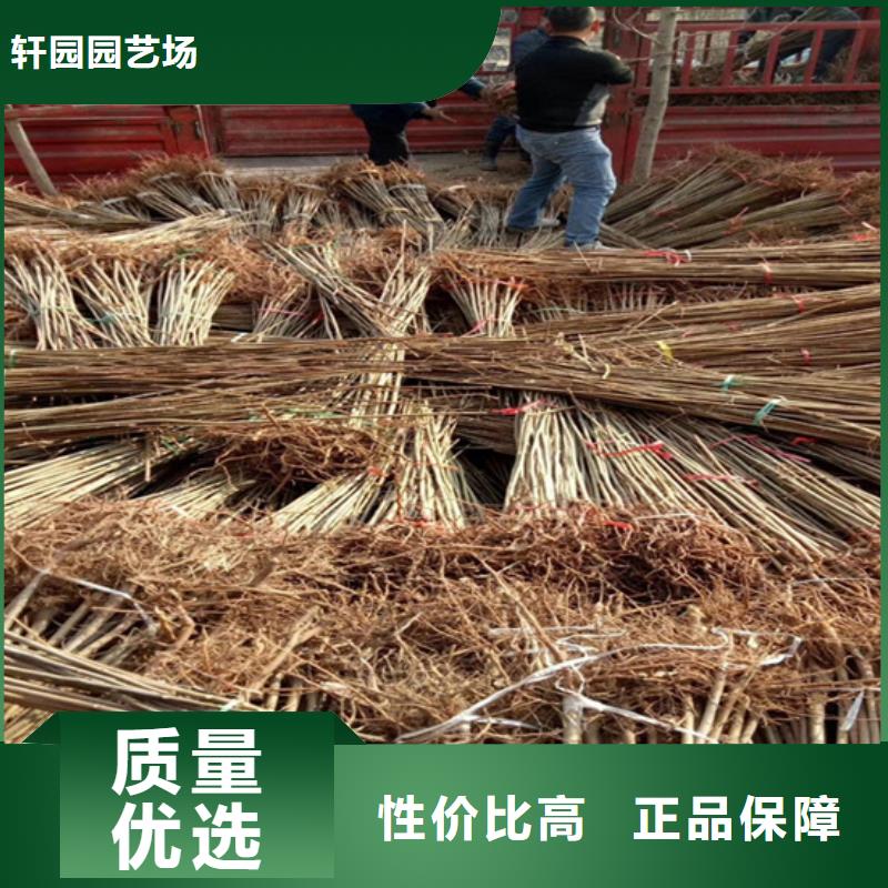 香椿蘋果苗好貨采購