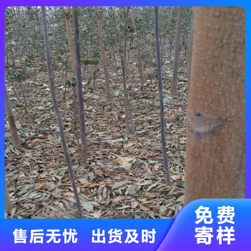 香椿苹果苗N年专注