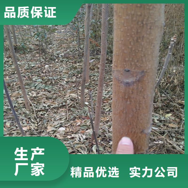 香椿_石榴樹一站式服務