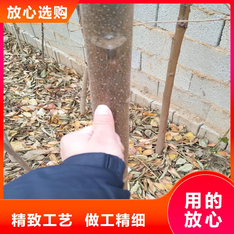 香椿蘋果苗好貨采購