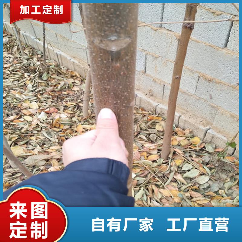 香椿,石榴树苗精心打造