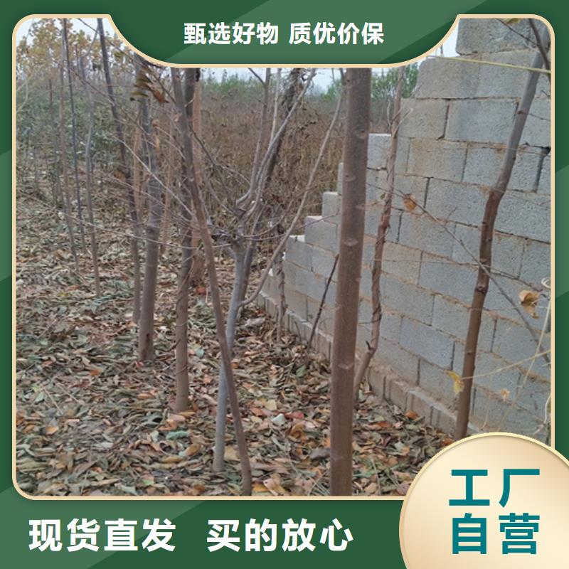 香椿蘋果苗好貨采購