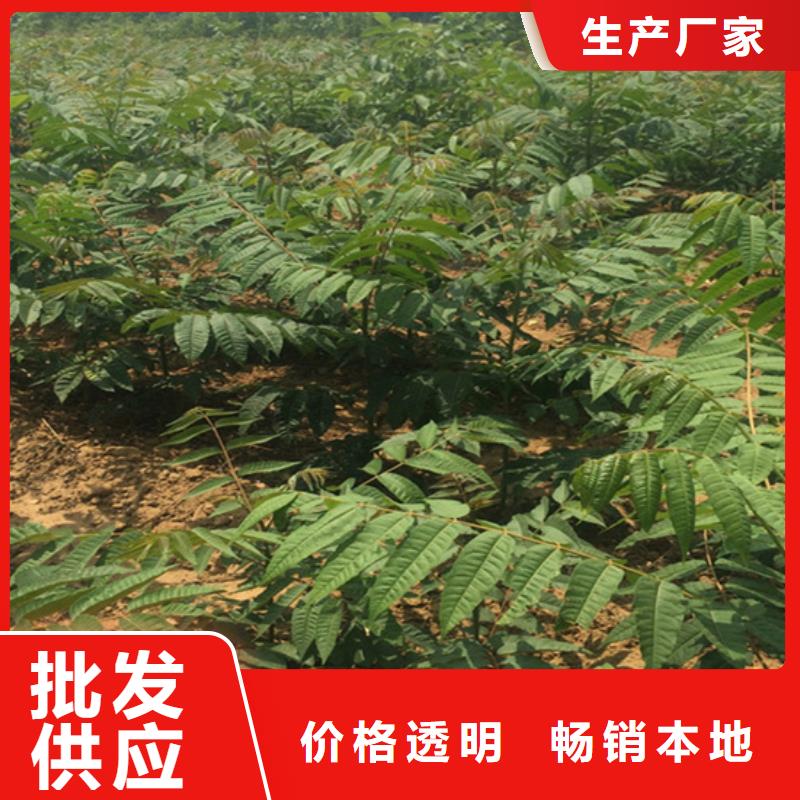 香椿櫻桃苗支持定制加工