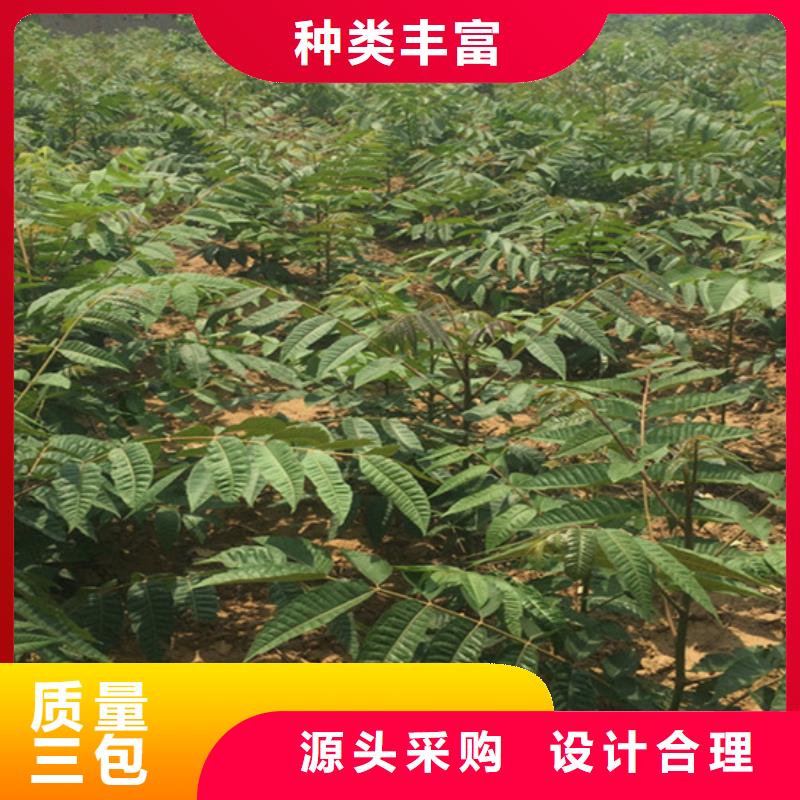香椿蘋果苗售后無憂