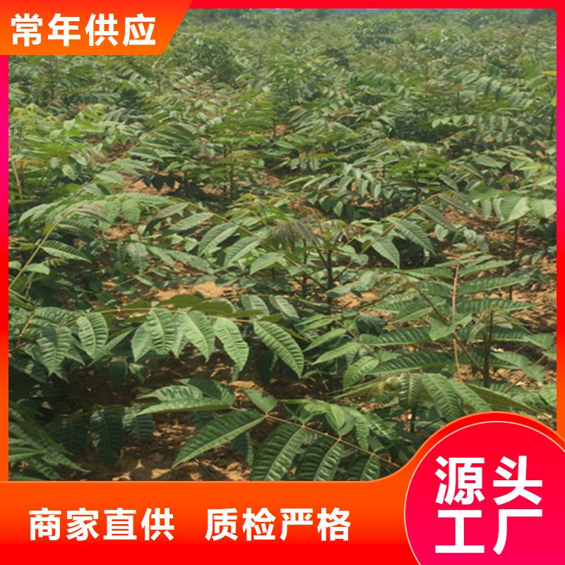 香椿櫻桃苗支持定制加工