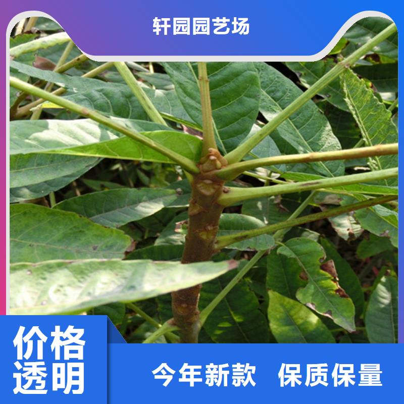 香椿櫻桃苗支持定制加工