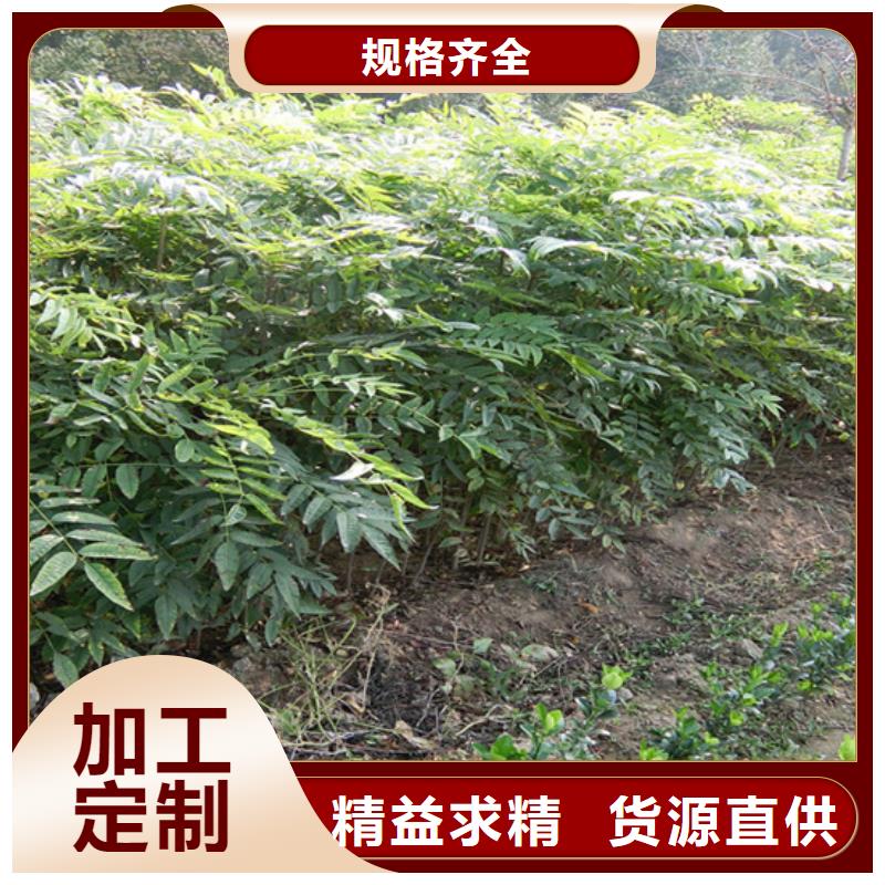 香椿樱桃苗打造好品质