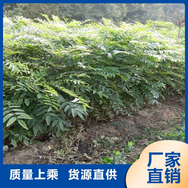 香椿_石榴樹一站式服務