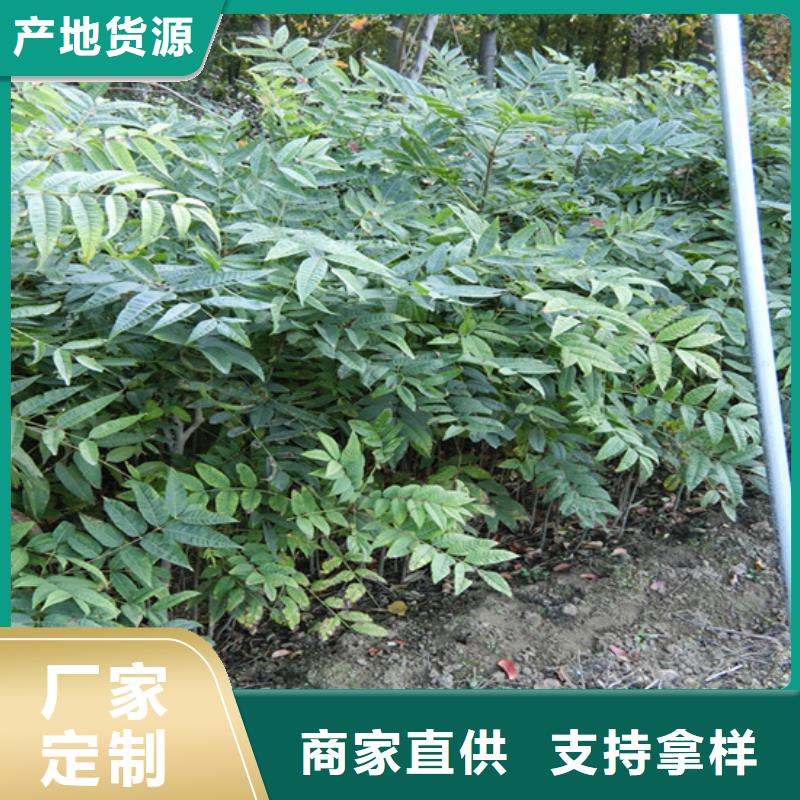 香椿板栗苗質量優價格低