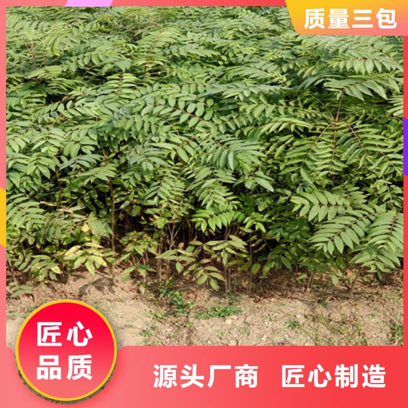 香椿_蘋果苗源頭把關放心選購