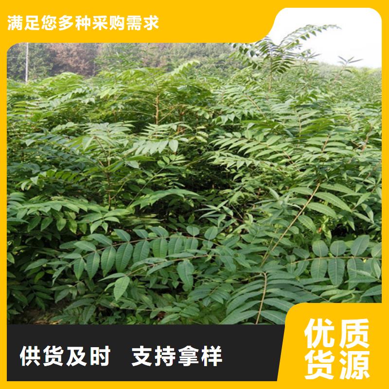 香椿-櫻桃苗源頭廠商