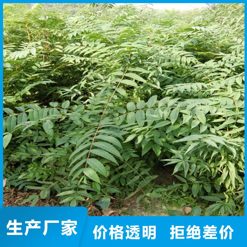 香椿,板栗苗優質工藝