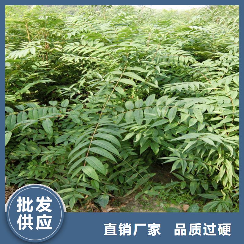 香椿_蘋果苗源頭把關放心選購