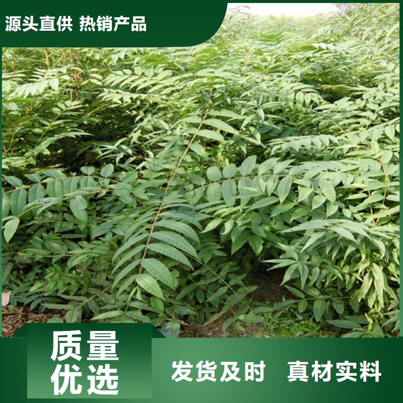 香椿桃樹苗一站式采購商家
