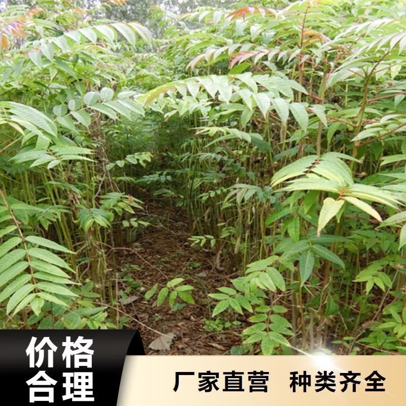 香椿苹果苗N年专注