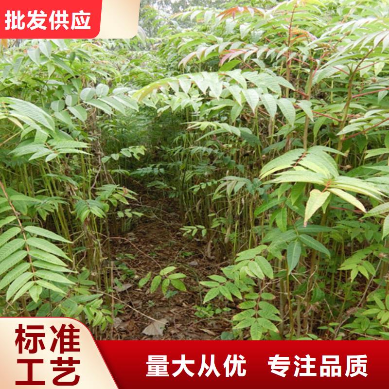 香椿蘋果苗好貨采購