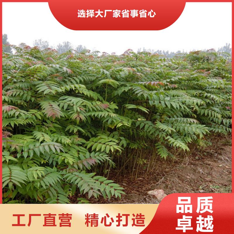 香椿苹果苗诚信为本