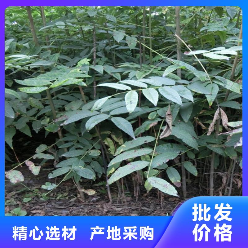 香椿蘋果苗好貨采購