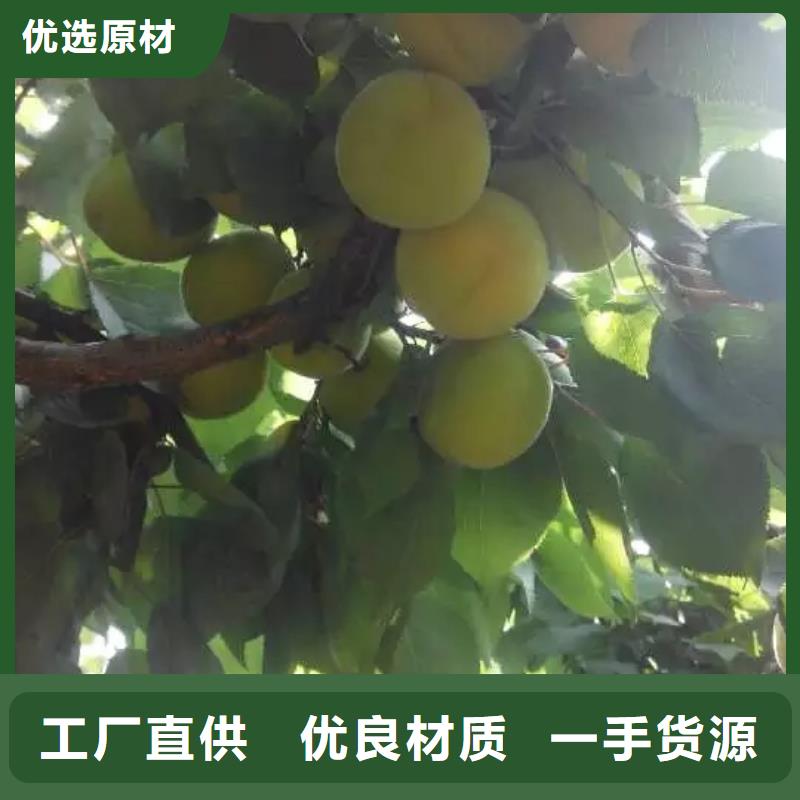 【杏【藍莓苗】常年供應】