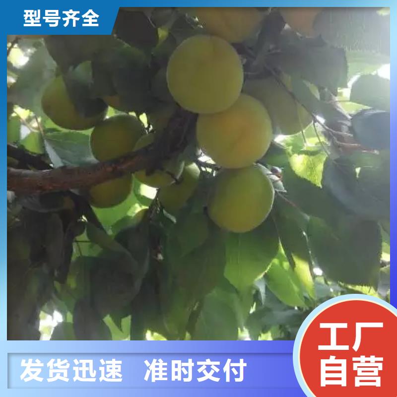 迪庆|昆明|德宏|大理轩园【 杏 草莓苗自营品质有保障】