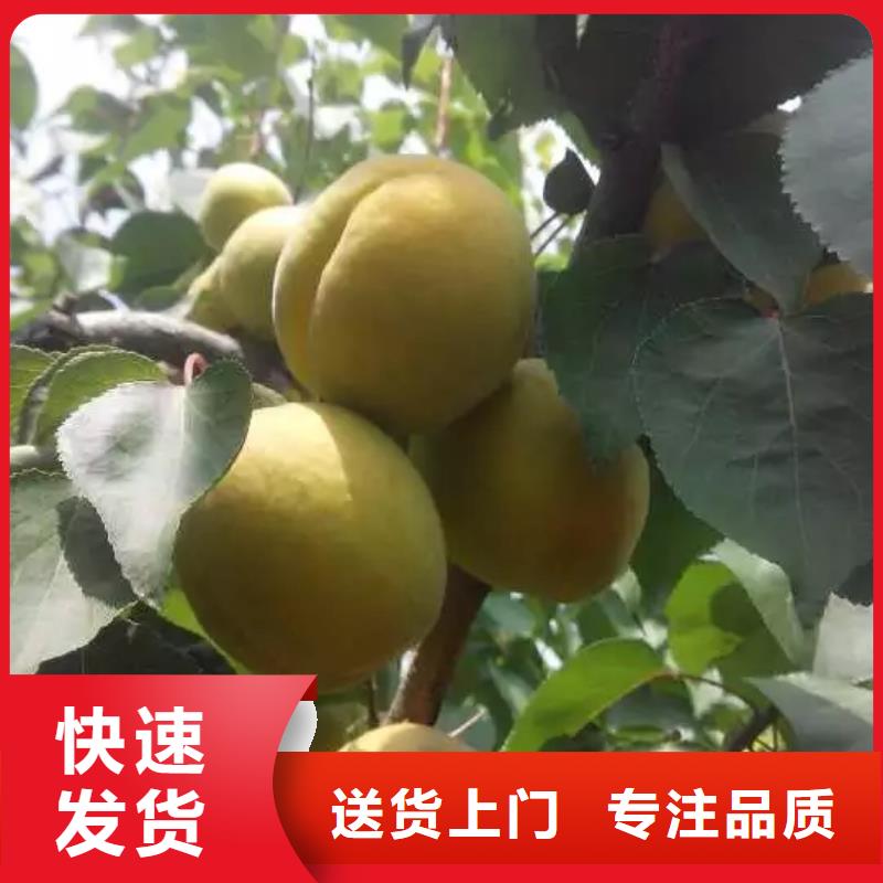 杏蘋果苗實力優品