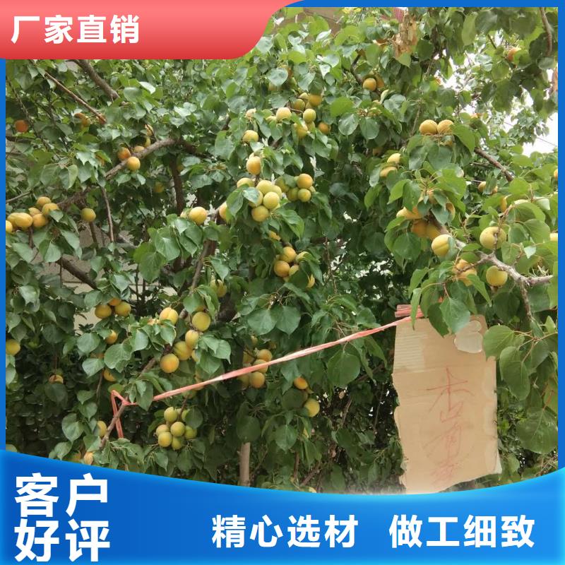 杏【3公分軟籽石榴苗】產地工廠