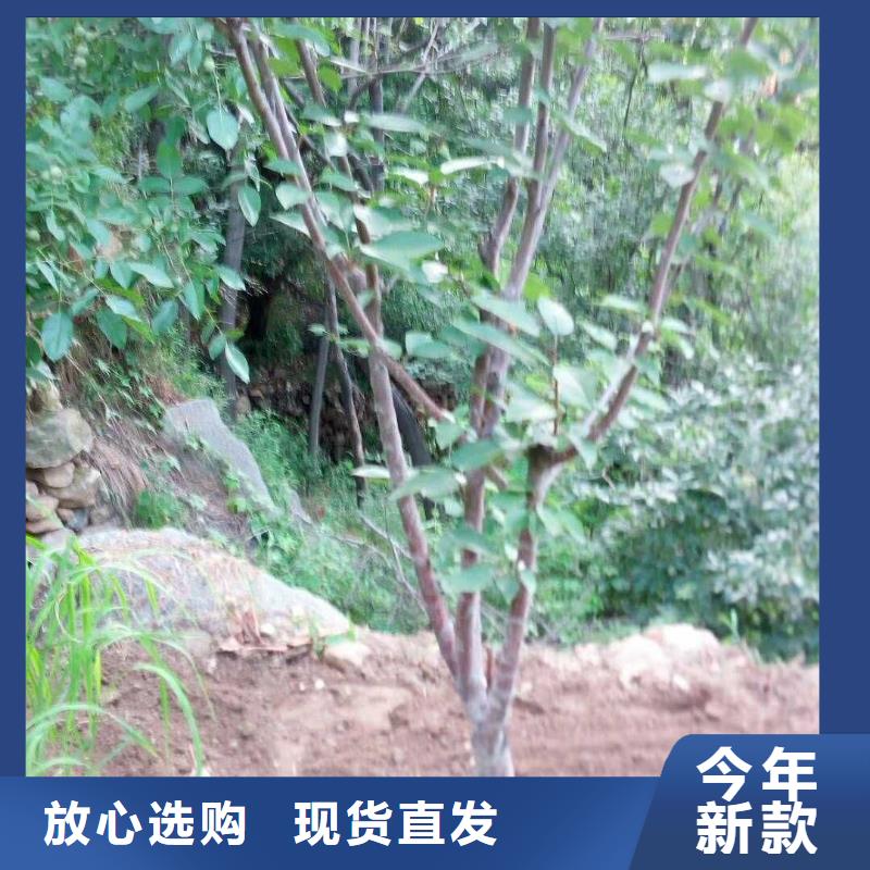 【杏櫻桃苗好廠家有擔當】