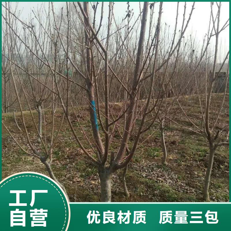 杏_石榴苗您身边的厂家
