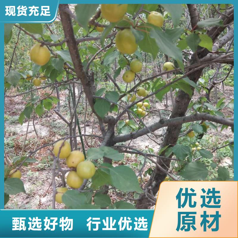 杏-櫻桃苗買的放心安興用的舒心