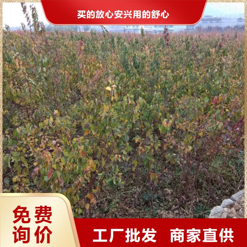 杏無花果苗品質無所畏懼