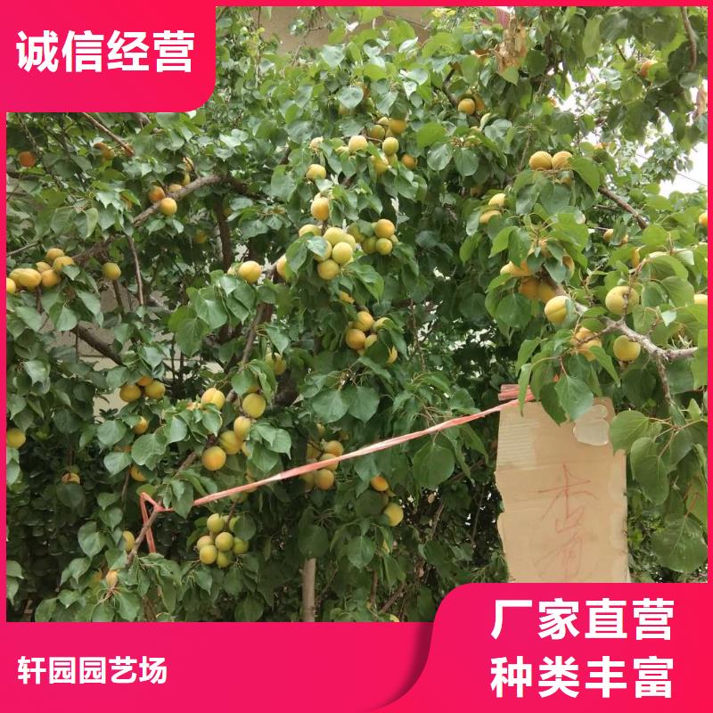 杏石榴树苗细节决定品质
