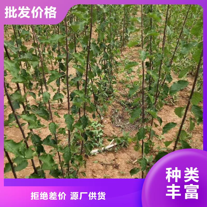 【杏【藍莓苗】常年供應】