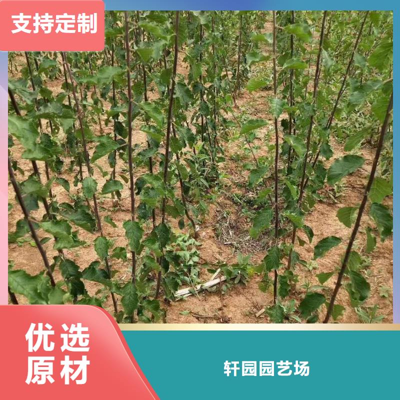 杏-櫻桃苗買的放心安興用的舒心