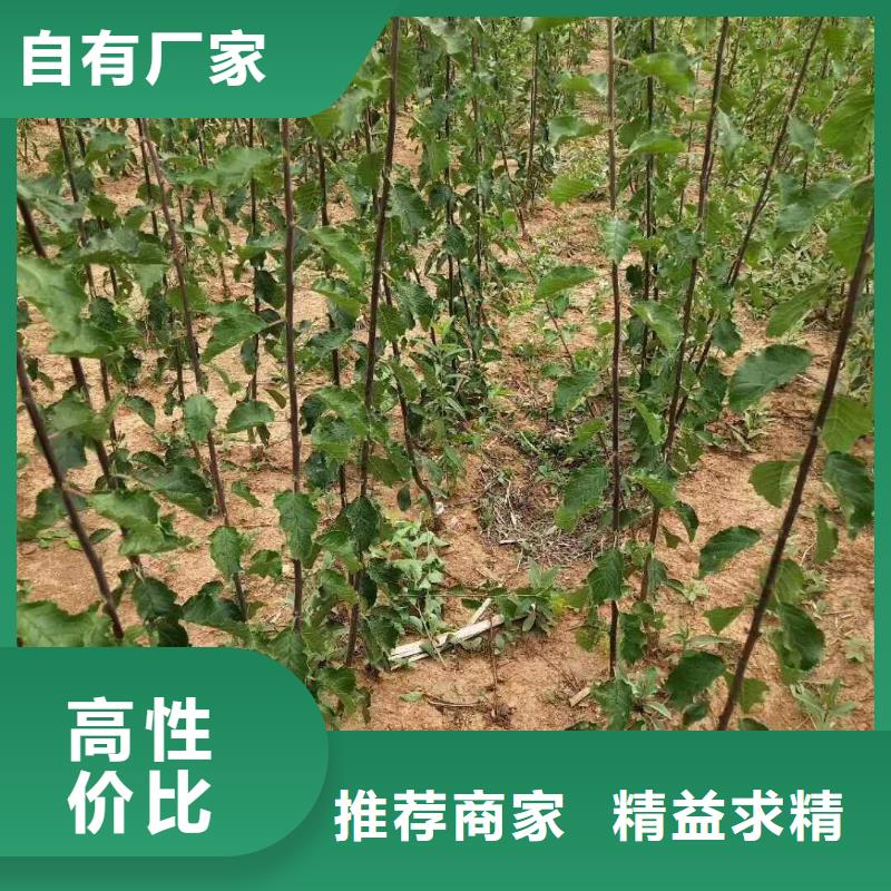 杏_石榴苗您身邊的廠家