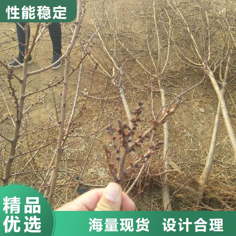 杏,板栗苗支持批發(fā)零售