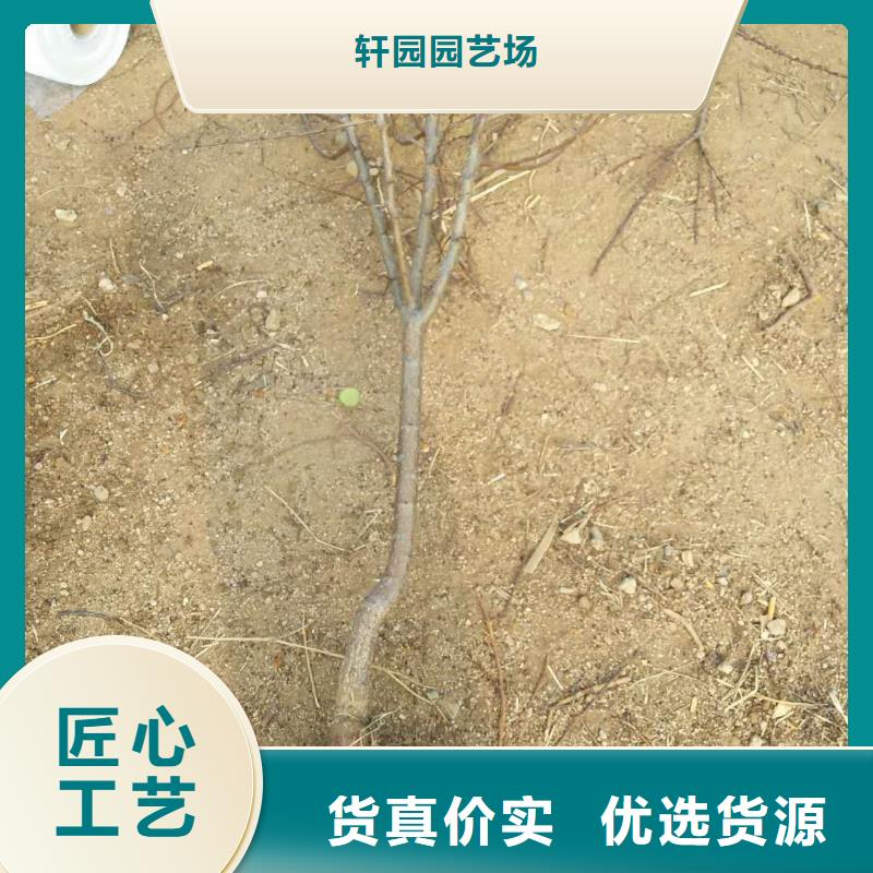 杏_蘋果苗廠家工藝先進