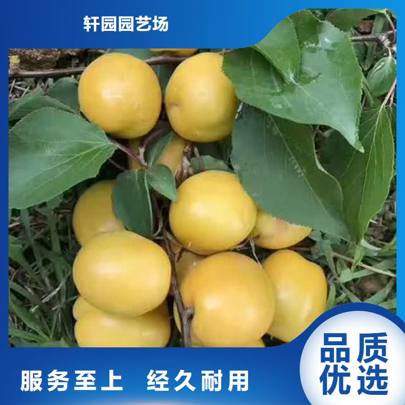 杏無花果苗品質無所畏懼